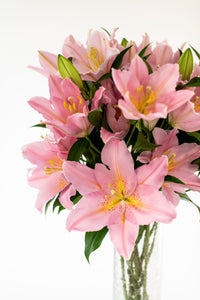 Smith & Munson Lily Subscription - Pollen Free Only