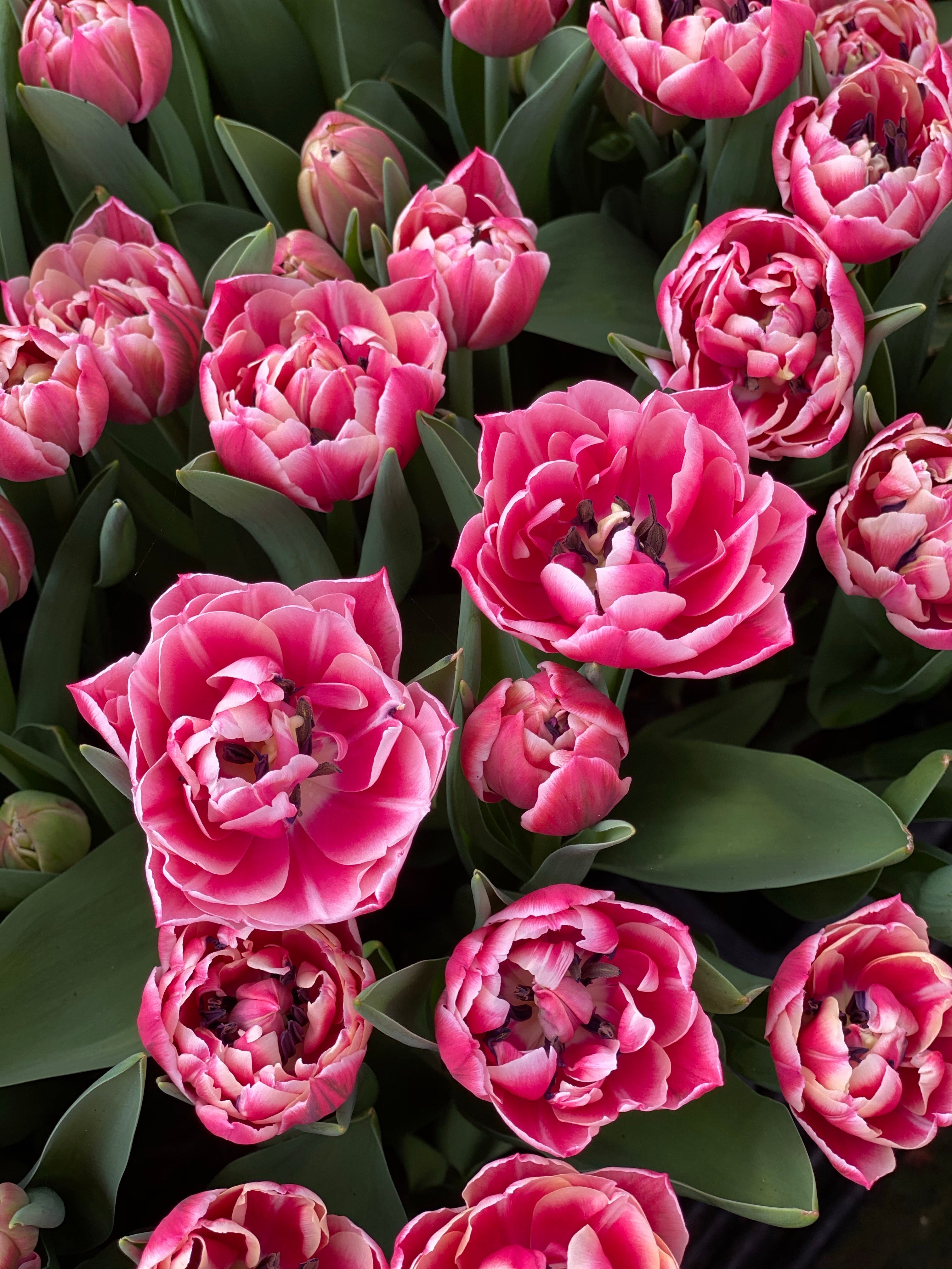 20 Columbus Pink Double British Tulips - Valentine's Preorder