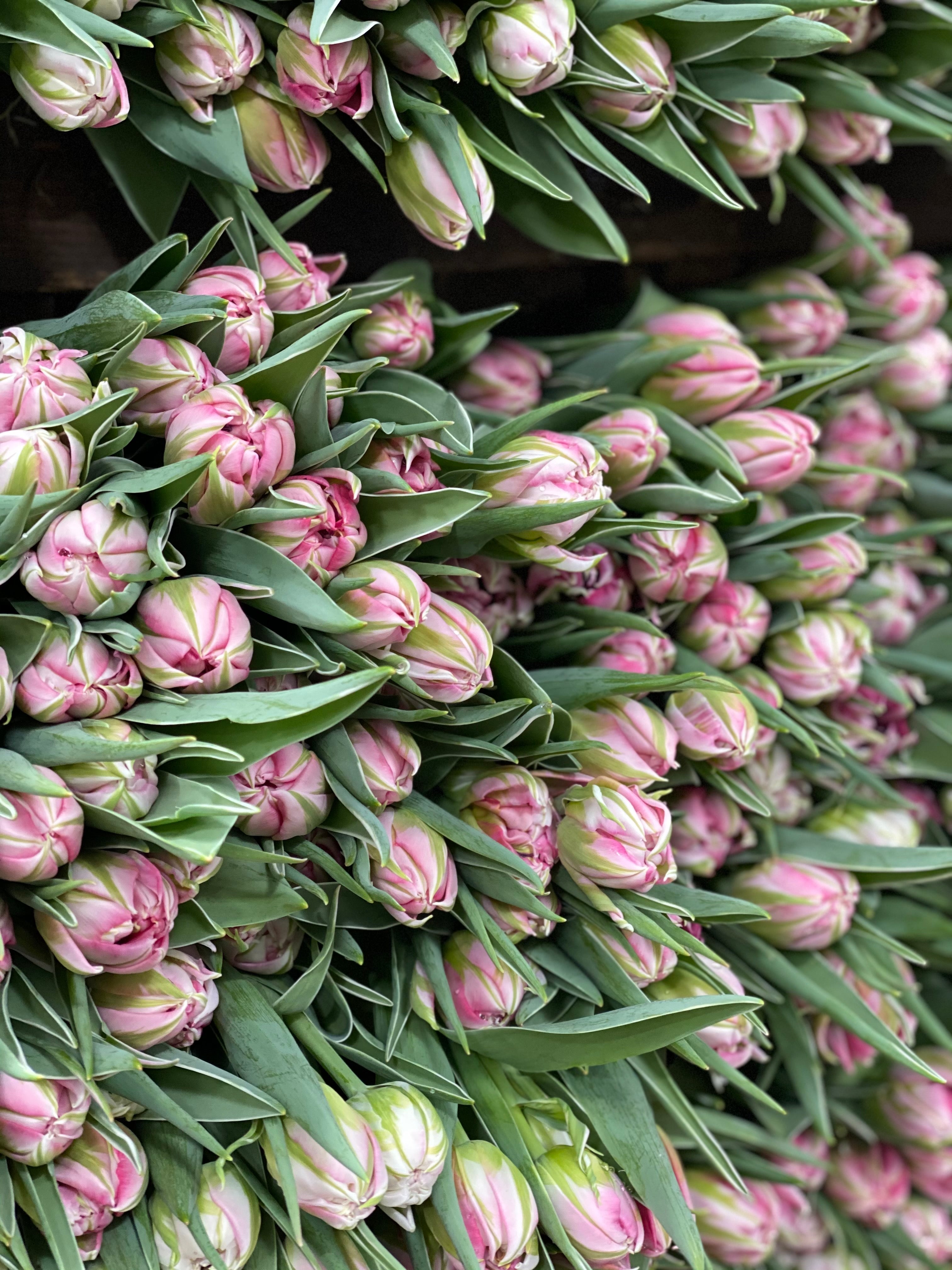 Flash Point - Pink Double Tulips - Mother's Day Preorder