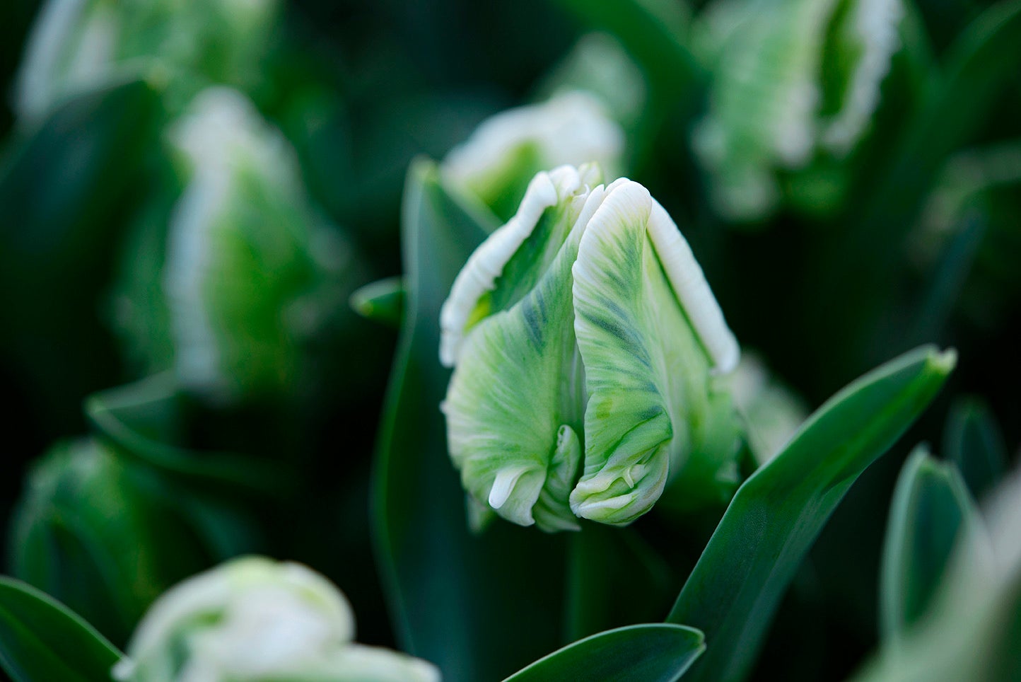 Super Parrot - White Parrot Tulips - Mother's Day Preorder