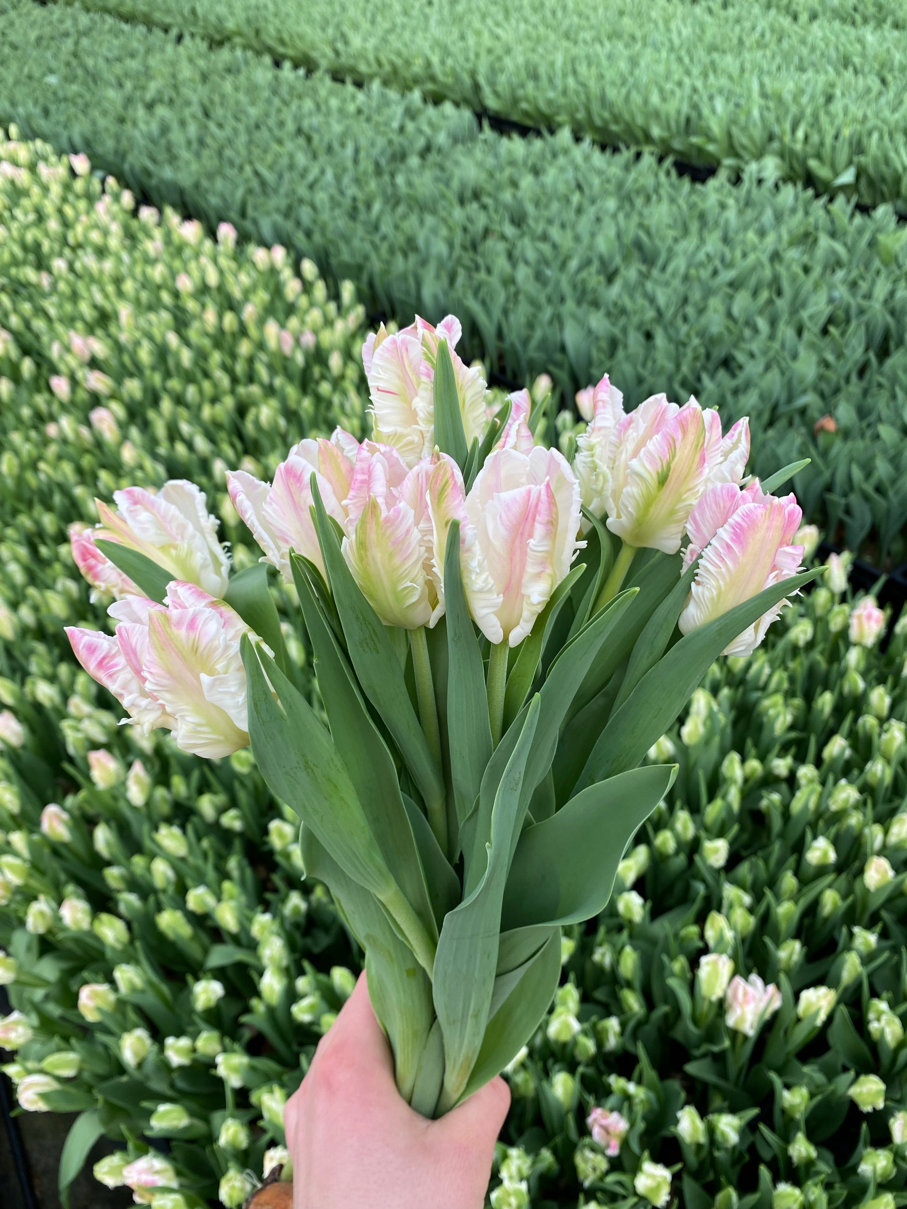 Cabana - Light Pink Parrot Tulips - Mother's Day Preorder