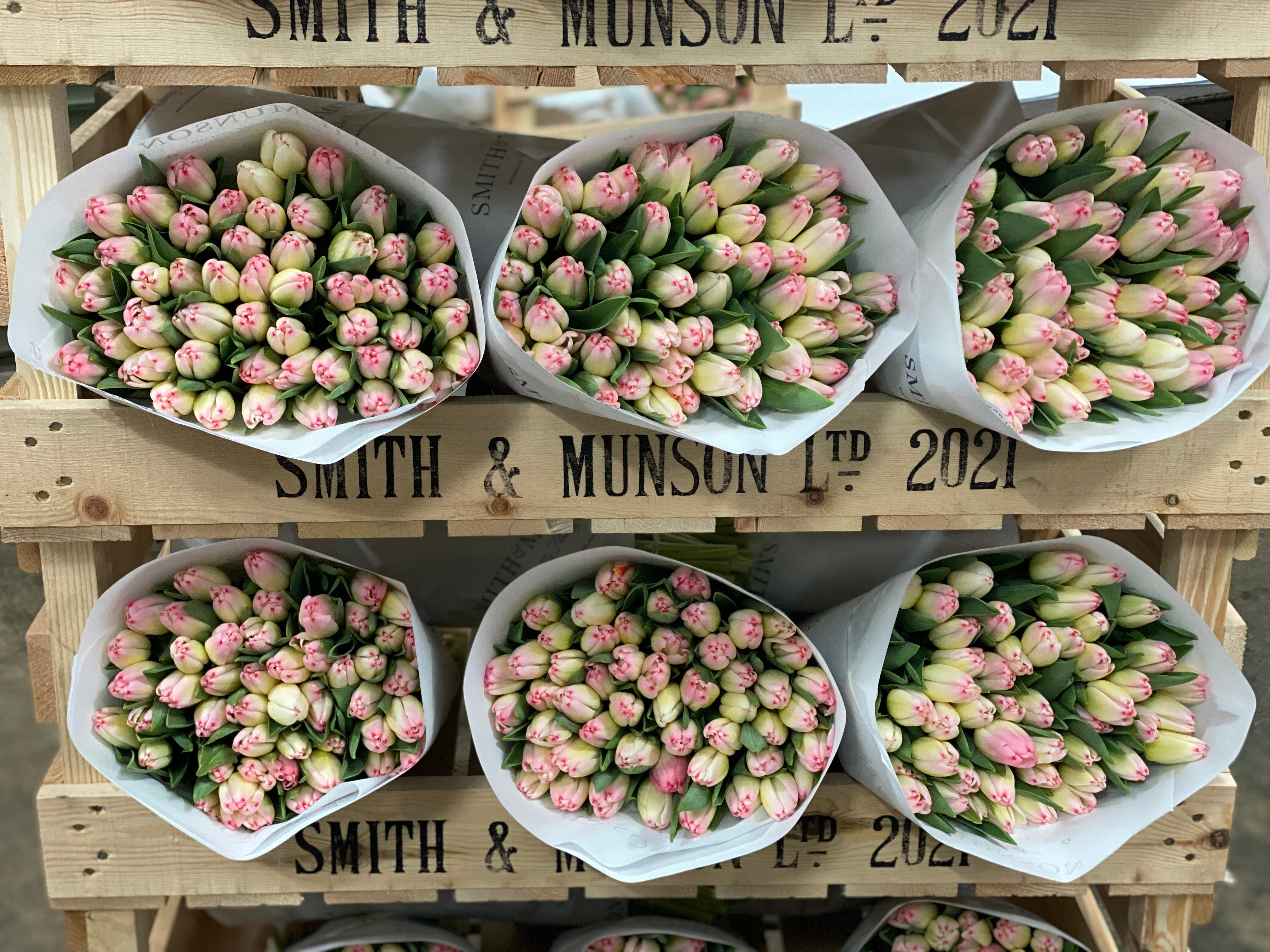 Supermodel - Light Pink Tulips - Mother's Day Preorder