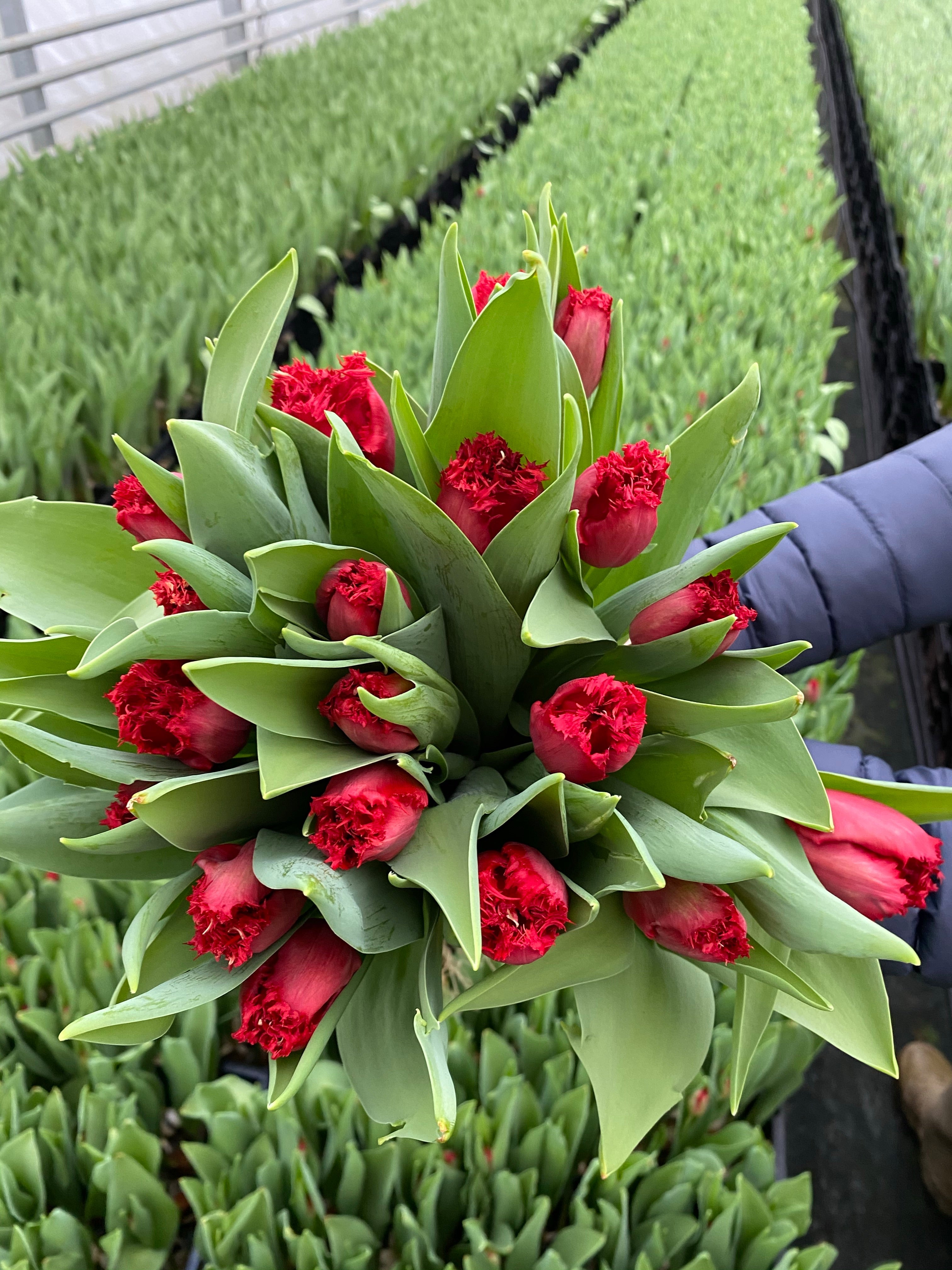 Indiana - Red Fringe Tulips