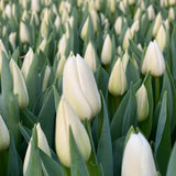 The White Flower Subscription