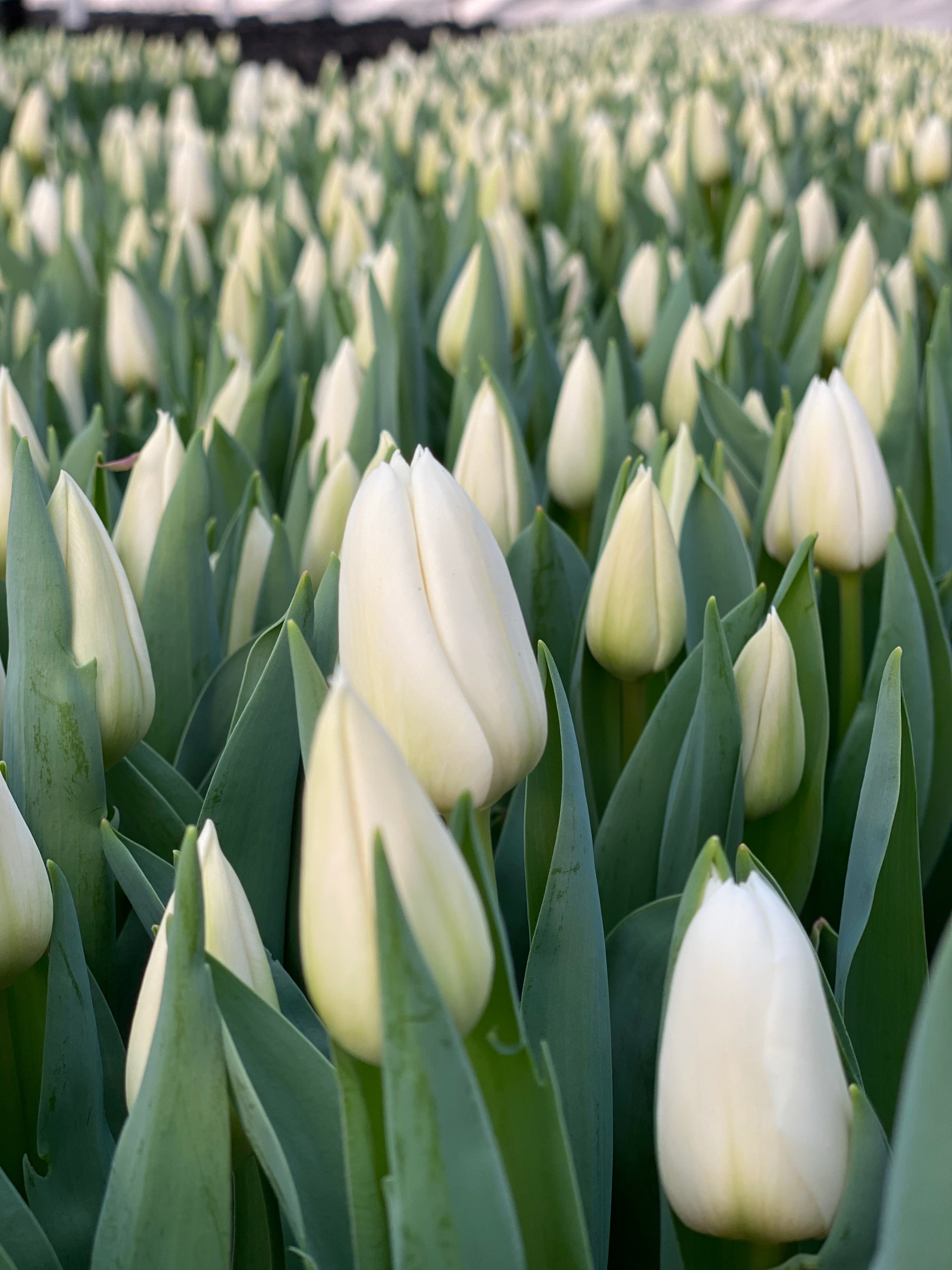 Update - White Tulips - Mother's Day Preorder