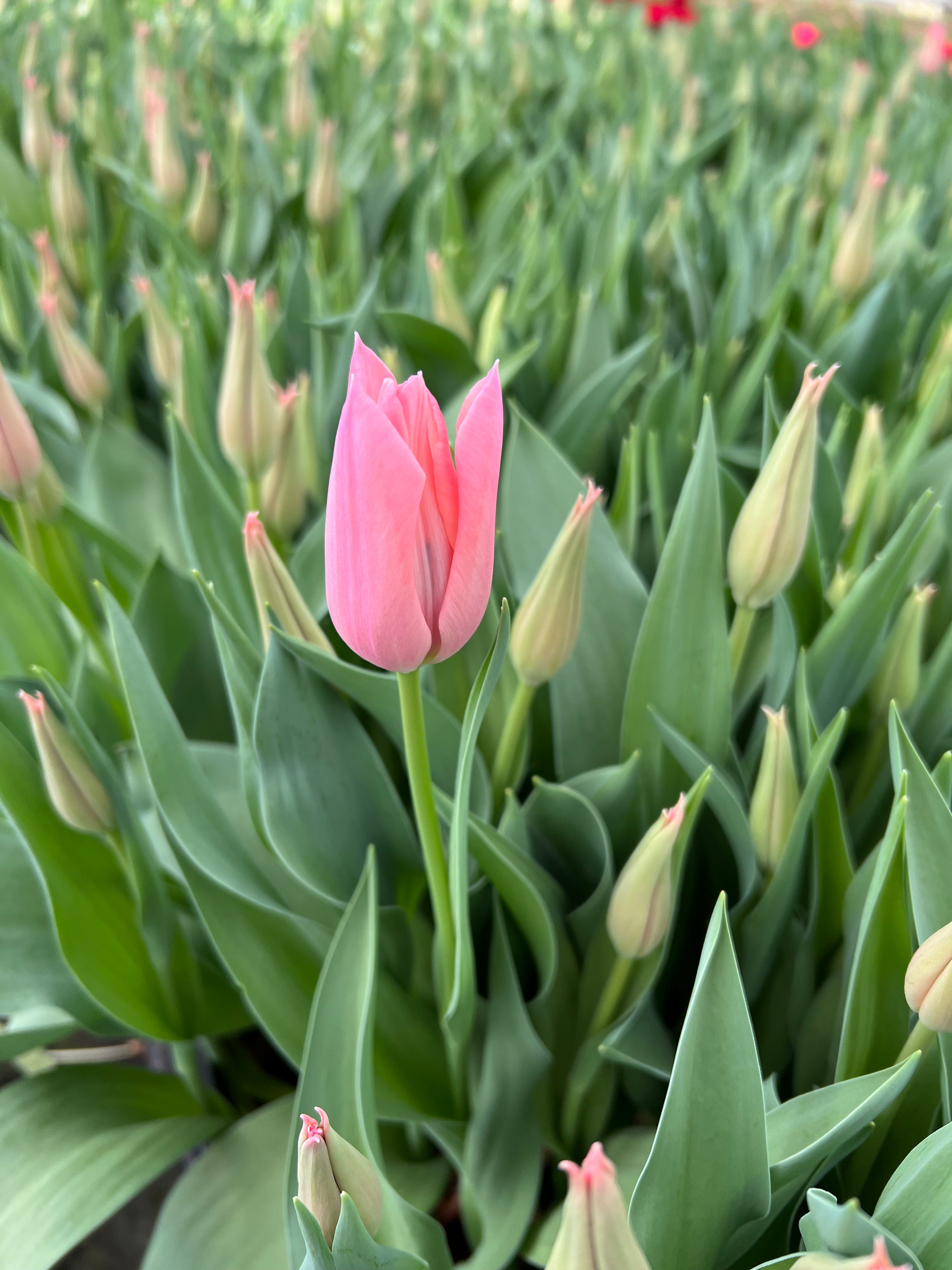 Sanne - Salmon Tulips - Mother's Day Preorder