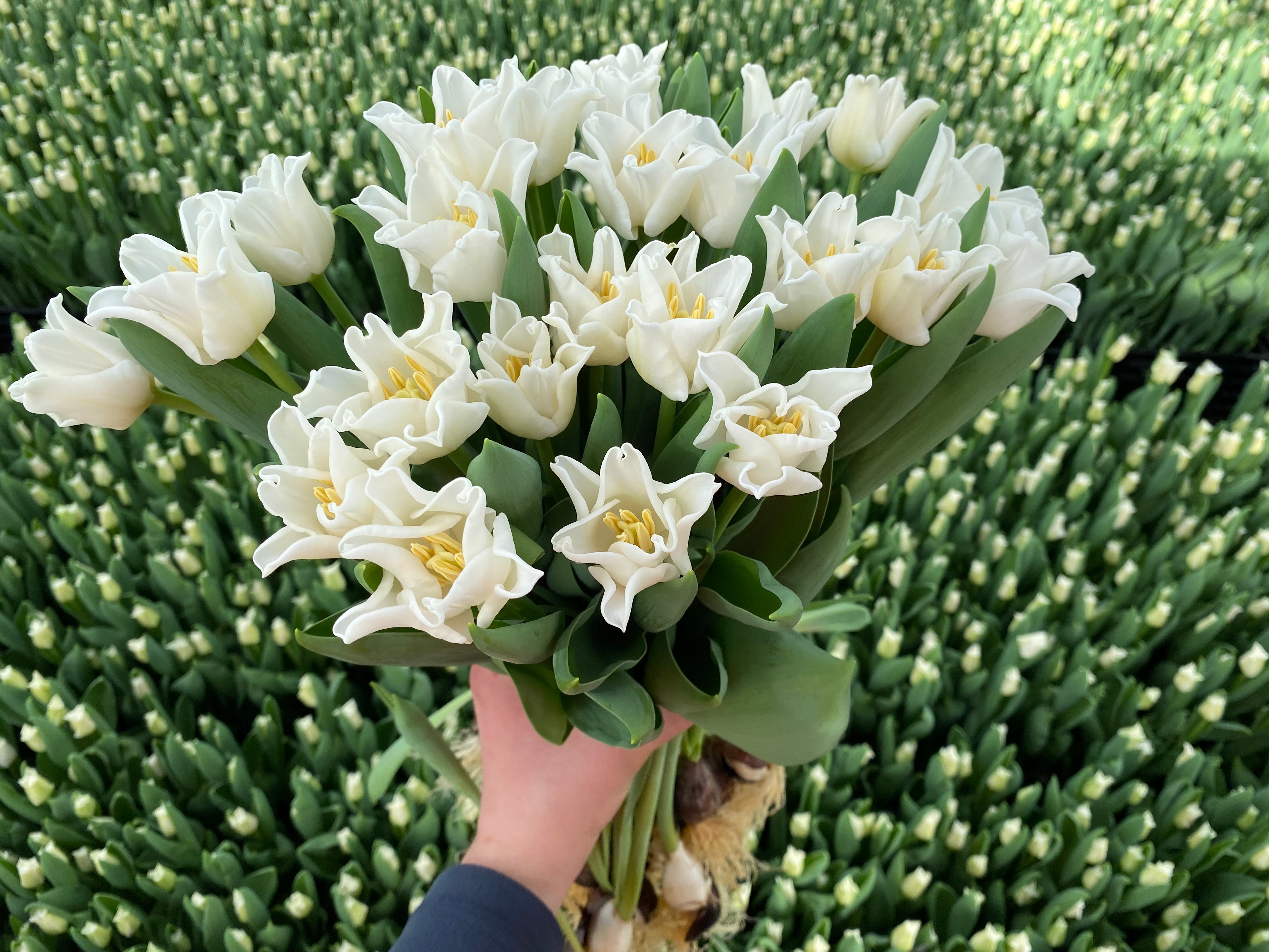 White Liberstar - White Crown Tulips - Mother's Day Preorder