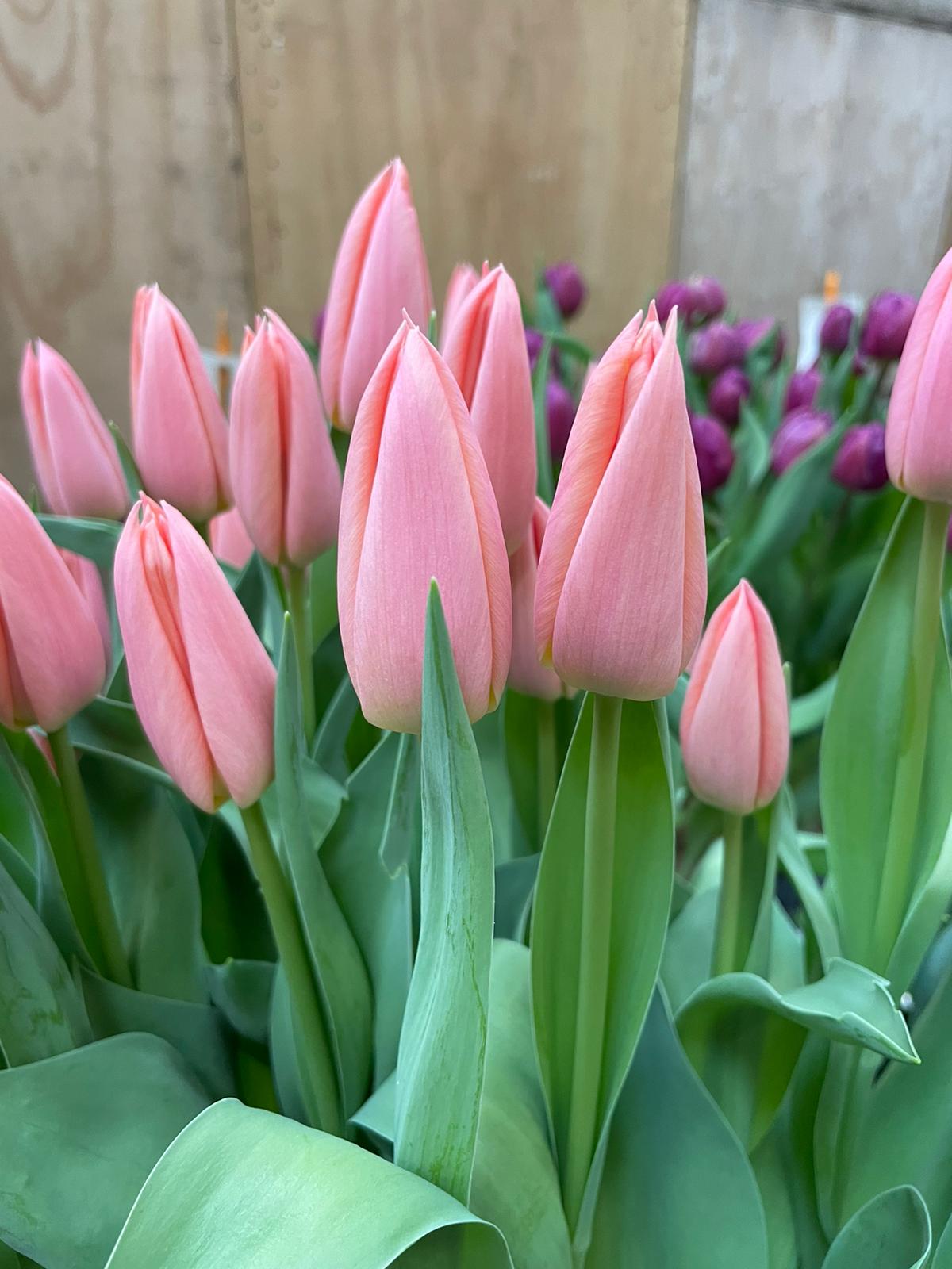 Sanne - Salmon Tulips - Mother's Day Preorder