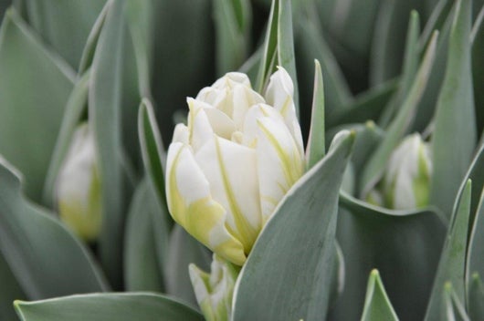 Password - White Double Tulips - Mother's Day Preorder